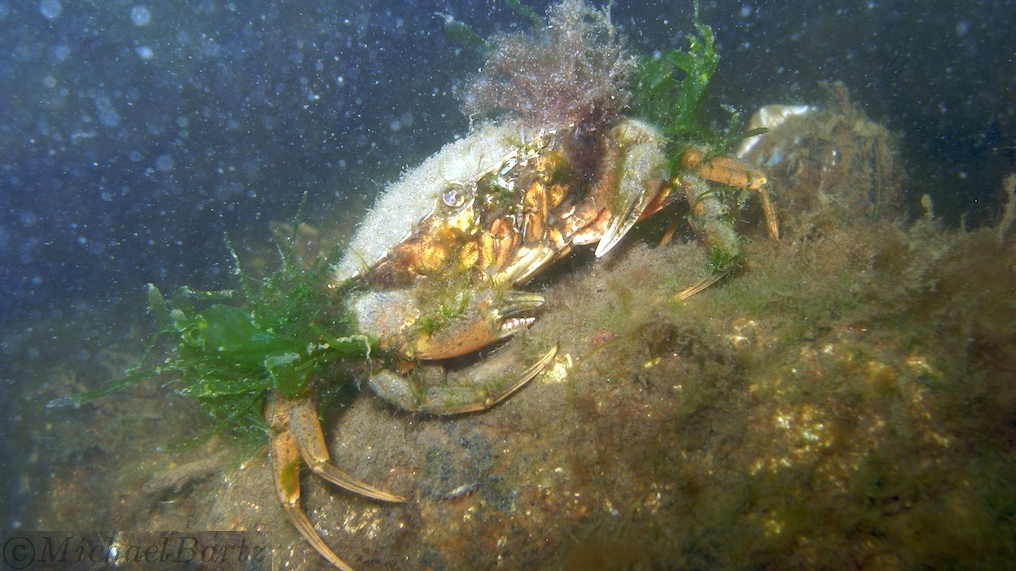 Strandkrabbe in der Ostsee