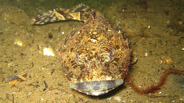 Seeskorpion liegt auf dem Meeresboden schaut in die Kamera